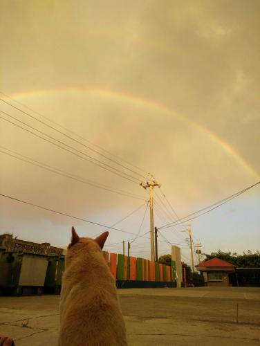 校犬圓仔花～要回汪星了嗎？